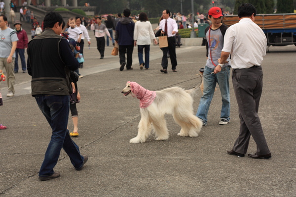 不知是什麼狗.JPG