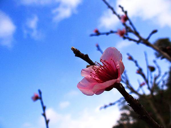 遇見2014年的第一朵桃花