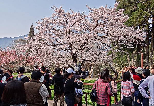 2014阿里山32.jpg 2014阿里山32.jpg