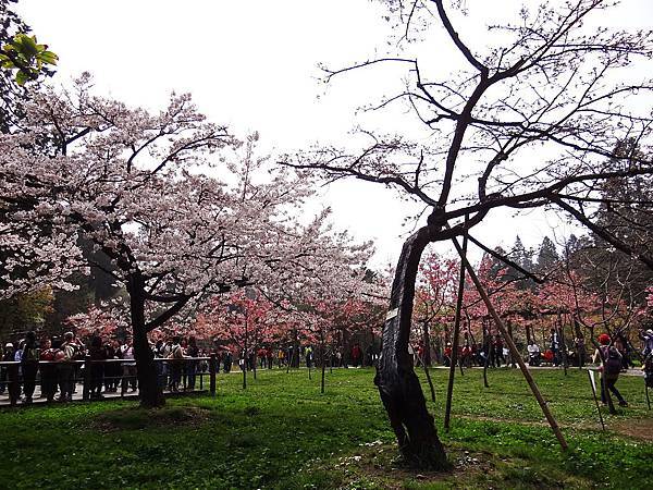2014阿里山33.jpg 2014阿里山33.jpg