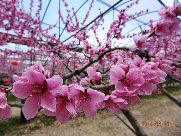 梅峰桃花緣a15.jpg