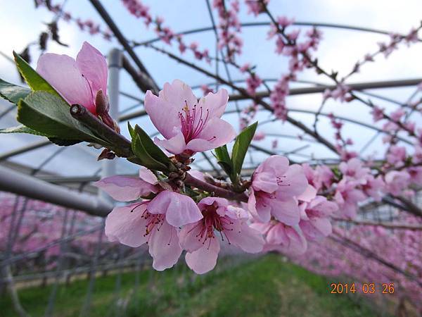 梅峰桃花緣a19.jpg