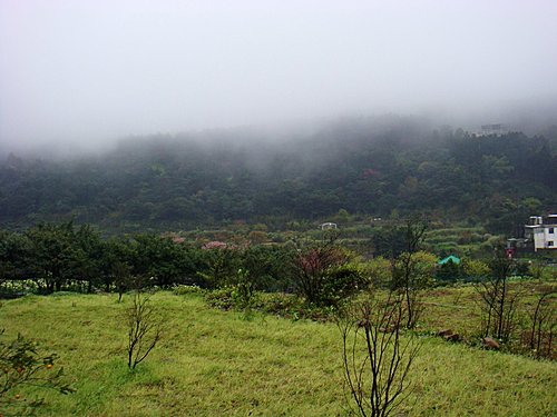 陽明山大島櫻、杜鵑~竹子湖海芋~20110315 (14).jpg