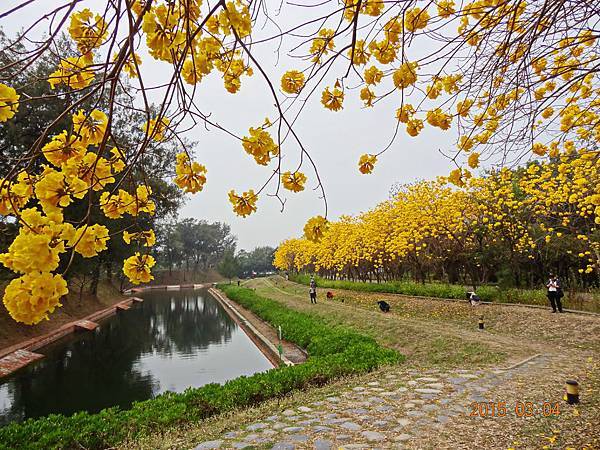 A黃色風鈴花 (18) A黃色風鈴花 (18)