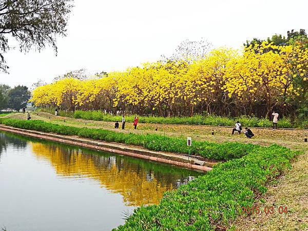 A黃色風鈴花 (16) A黃色風鈴花 (16)