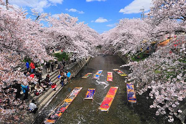 【名古屋】私房賞櫻景點 岩倉