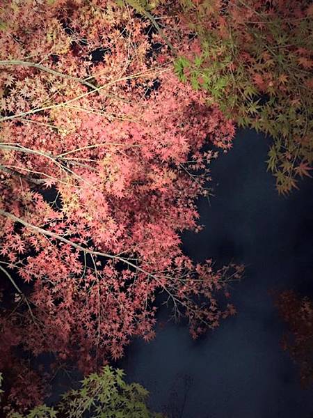 【名古屋】私房賞楓景點 白鳥庭園