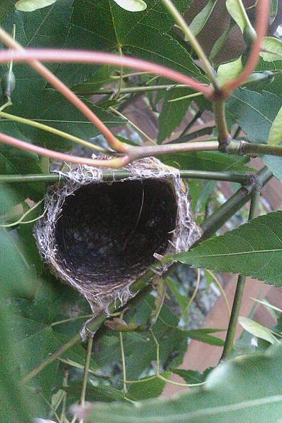 權釋設計_台北劉公館_綠繡眼3