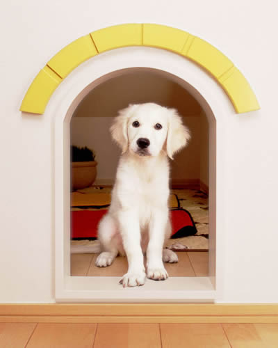 dog07-1.jpg dog07-1.jpg
