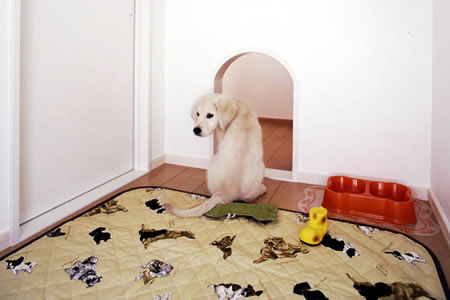 dog07-3.jpg dog07-3.jpg