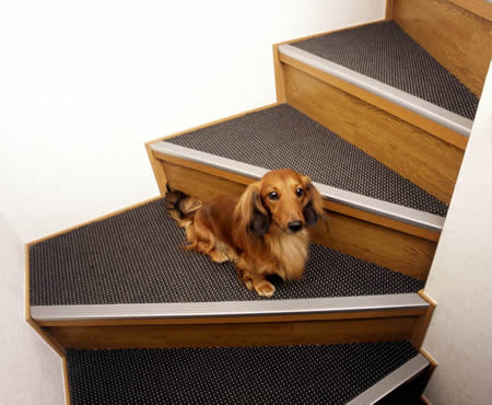 dog06-6.jpg dog06-6.jpg