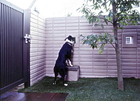 dog04-3.jpg dog04-3.jpg