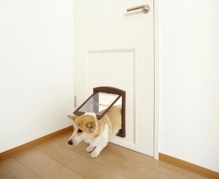 dog12-1.jpg dog12-1.jpg