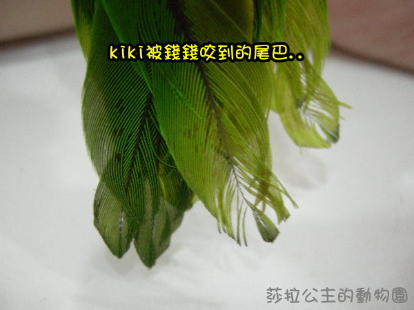 部落格kiki.jpg