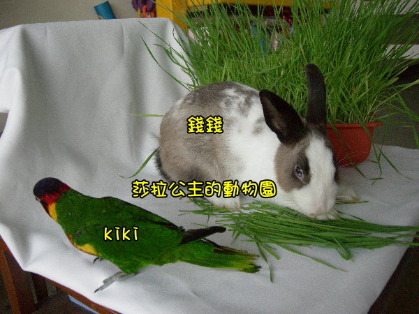 部落格kiki3.jpg 部落格kiki3.jpg
