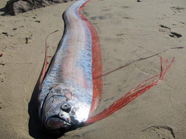 海灘巨型怪獸魚 :　墨西哥海灘驚現巨型「怪獸魚」　馬臉、帶狀身軀嚇壞眾人