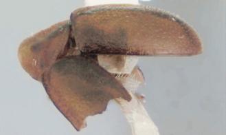 美蒙大拿州發現罕見無頭瓢蟲 - 無頭瓢蟲