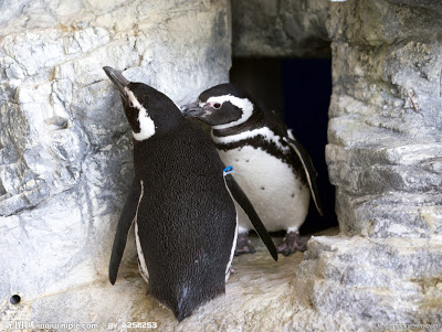 伴侶關係一般僅5至10年 - 忠貞企鵝情侶