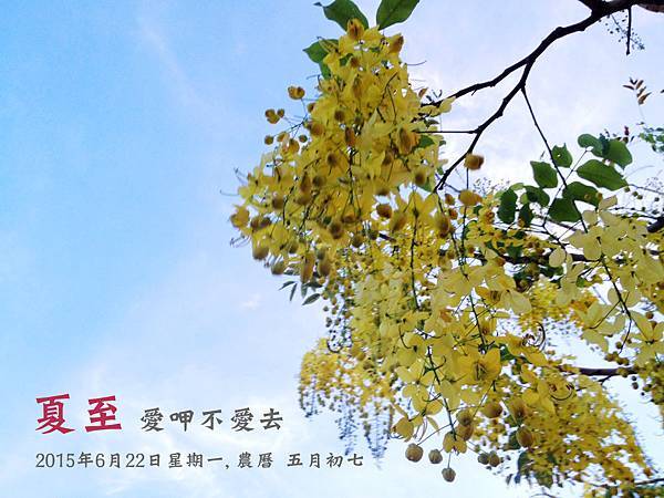 夏至, 2015年6月22日星期一, 農曆 五月初七 ★夏至，風颱就出世：夏至後已出梅雨季節而進入颱風季節。 ★夏至，愛呷不愛去：形容夏至燠熱，人們慵懶。 ★西北雨，落不過田岸：入夏常有西北雨，雨勢急區域小，經常有田東有雨田西放晴的自然景象。