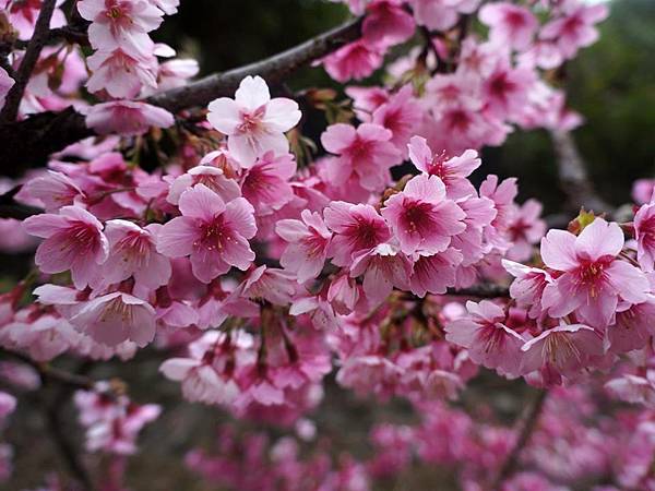 103.1.26伸仗橋站花園新城5.jpg