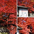 105.11.16大本山天龍寺12.jpg