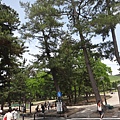 奈良公園-第1張.JPG