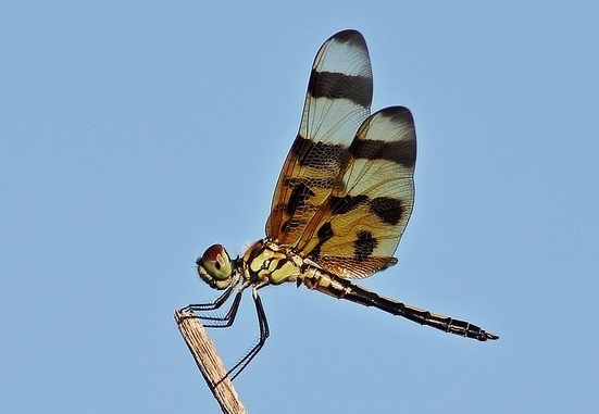 Dragonfly02