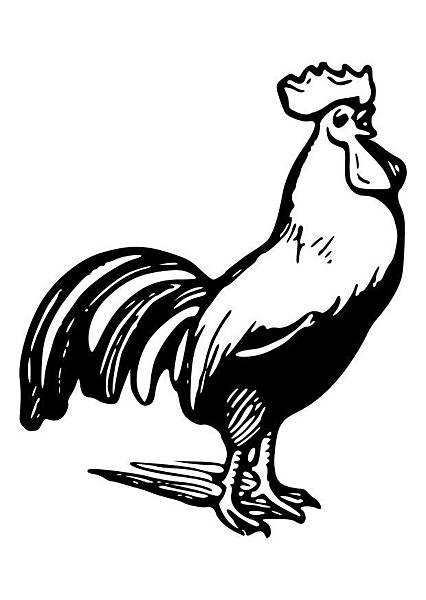 Rooster01