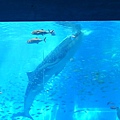 RIMG0265.JPG