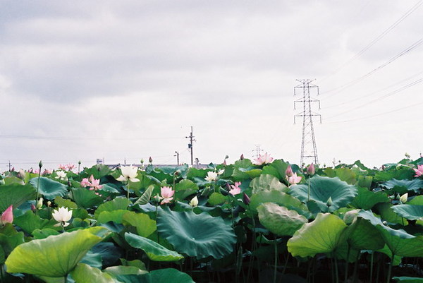 白河