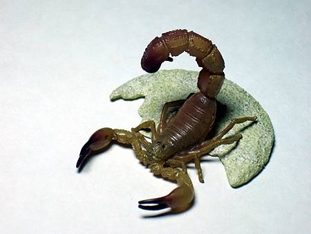 DSCF9944_TAKARA TOMY ARTS Mystery Creatures Encyclopedia Scorpions_調整大小.JPG