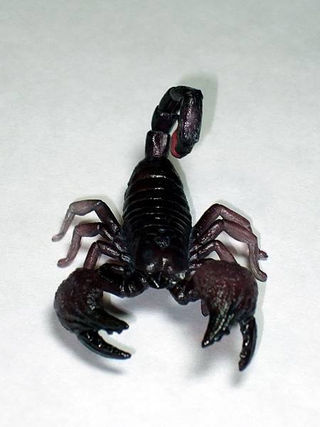 DSCF9962_TAKARA TOMY ARTS Mystery Creatures Encyclopedia Scorpions_調整大小.JPG