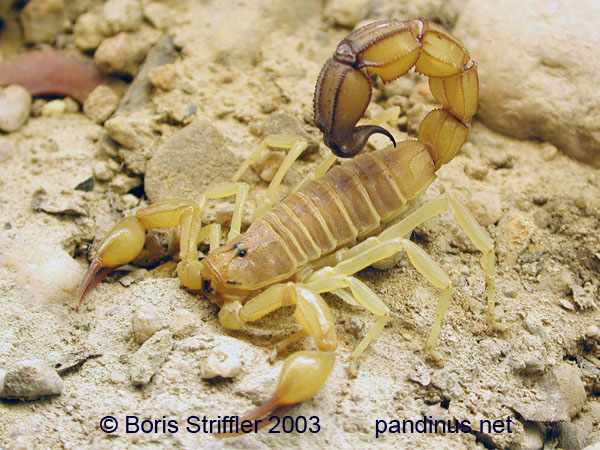 Androctonus_australis Fat Tailed Scorpion.jpg