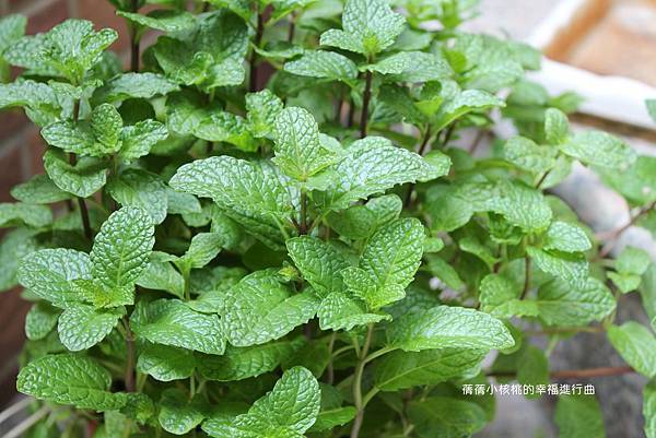 IMG_0868.JPG IMG_0868.JPG