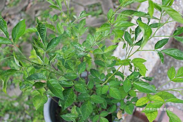 IMG_3976.JPG IMG_3976.JPG