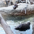 上野動物園 (16).jpg