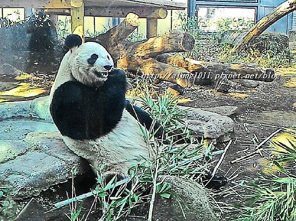 上野動物園 (76).jpg 上野動物園 (76).jpg