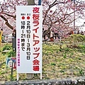 河津櫻祭 (43).JPG