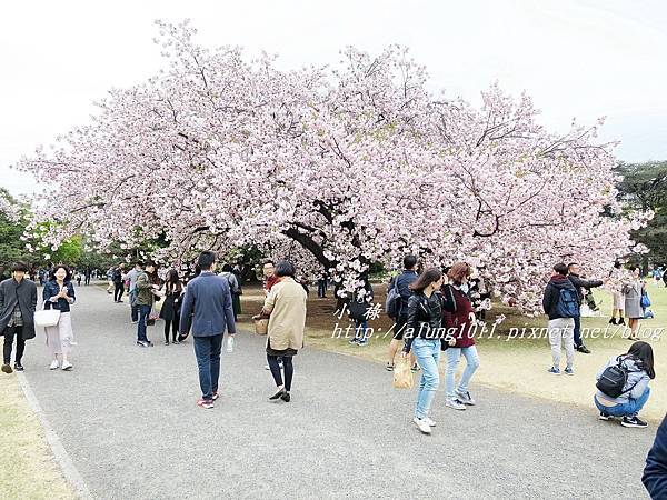 東京櫻花集錦 (43).JPG