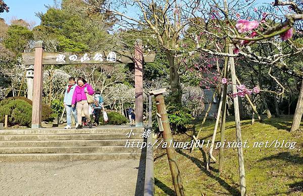 成田山梅祭 (5).JPG