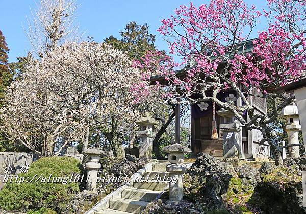 成田山梅祭 (7).JPG 成田山梅祭 (7).JPG