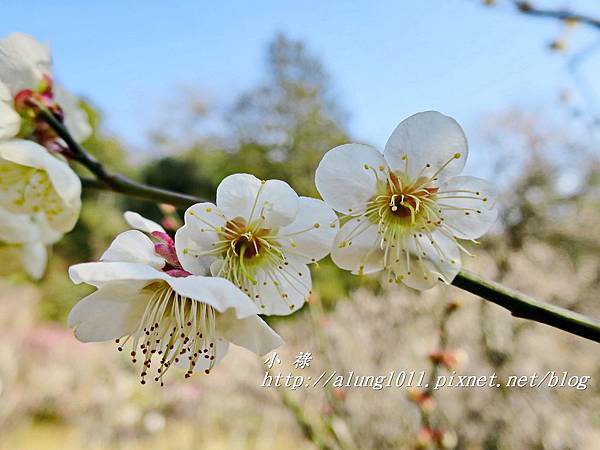 成田山梅祭 (14).JPG