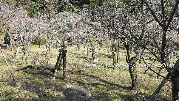 成田山梅祭 (13).JPG 成田山梅祭 (13).JPG