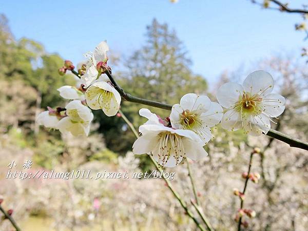 成田山梅祭 (15).JPG