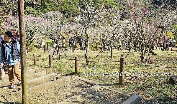 成田山梅祭 (29).JPG 成田山梅祭 (29).JPG