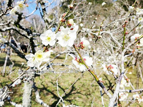 成田山梅祭 (31).JPG