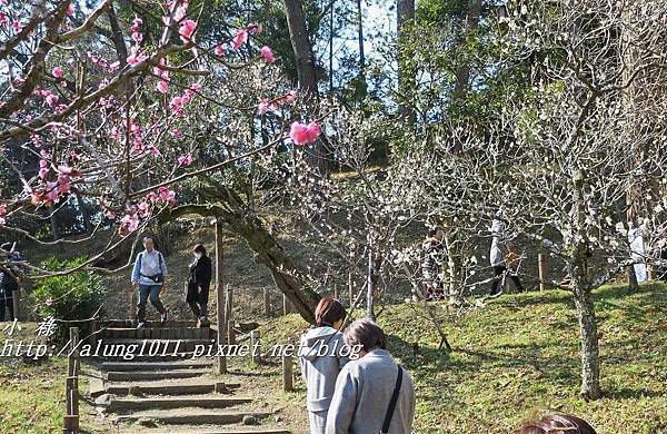 成田山梅祭 (30).JPG 成田山梅祭 (30).JPG