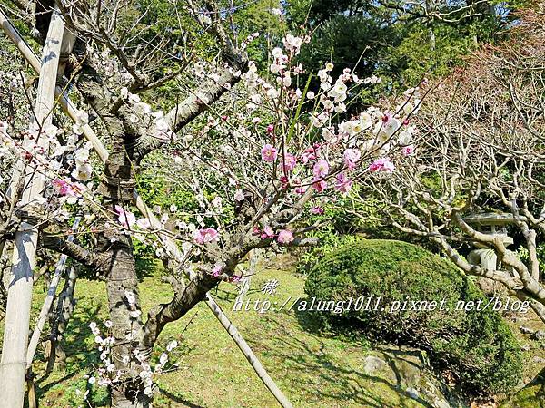 成田山梅祭 (32).JPG