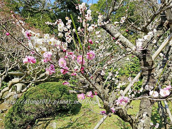 成田山梅祭 (33).JPG