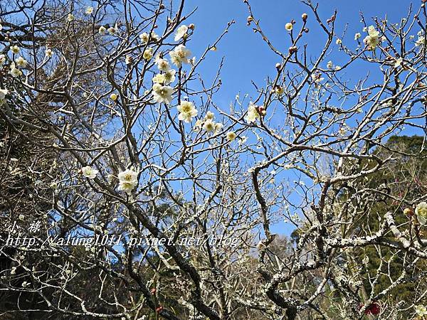 成田山梅祭 (35).JPG 成田山梅祭 (35).JPG